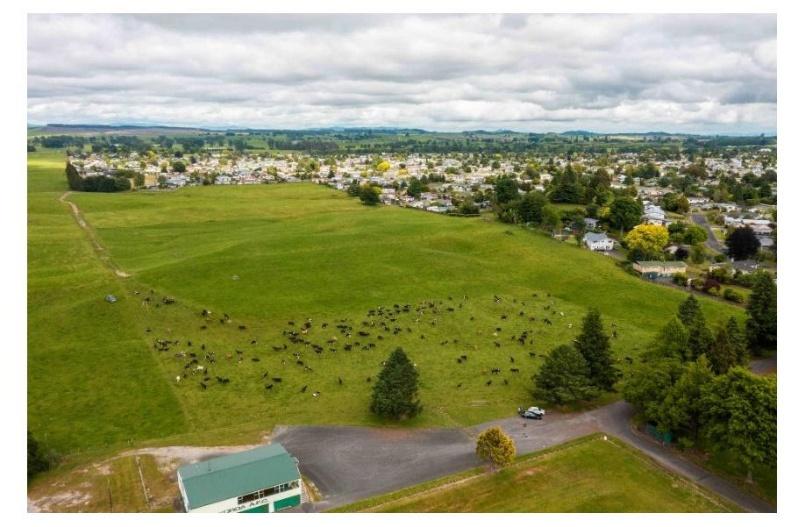 A large green field with many animals
